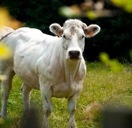 Loftacoo 公寓 斯塔沃洛