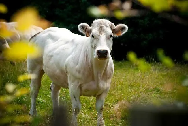 Loftacoo Apartment Stavelot